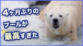 【プール開き2024】初めて見たララの驚きのシーン〜円山動物園ホッキョクグマ〜Lara the Polar Bear at Maruyama Zoo