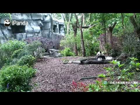 Giant Panda大熊猫成功搬来以前笑风浪的院子，离花花和叶更近了