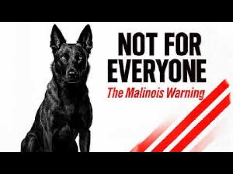 تحذير من كلاب المالينوا البلجيكية لهذا السبب لا تناسب الجميع