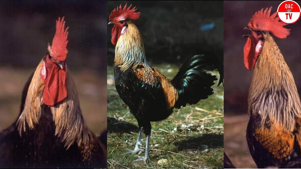 Tavuk Irkları Tanıtımı / 3- Denizli Tavuğu - Denizli Horozu / OAÇ TV