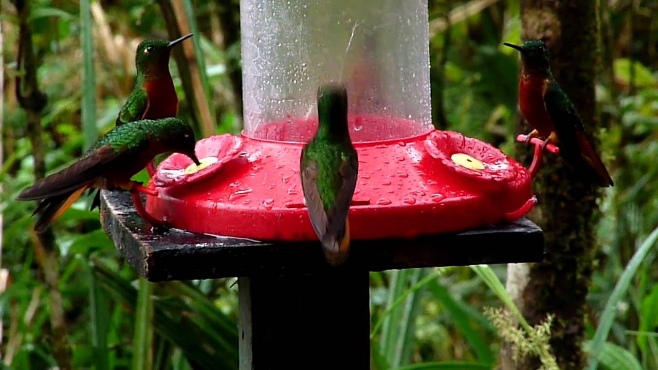 Chestnut-breasted Coronets at Tapichalaca Reserve, Ecuador