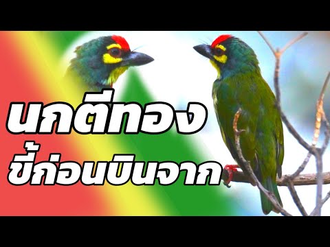 นกตีทอง Coppersmith barbet