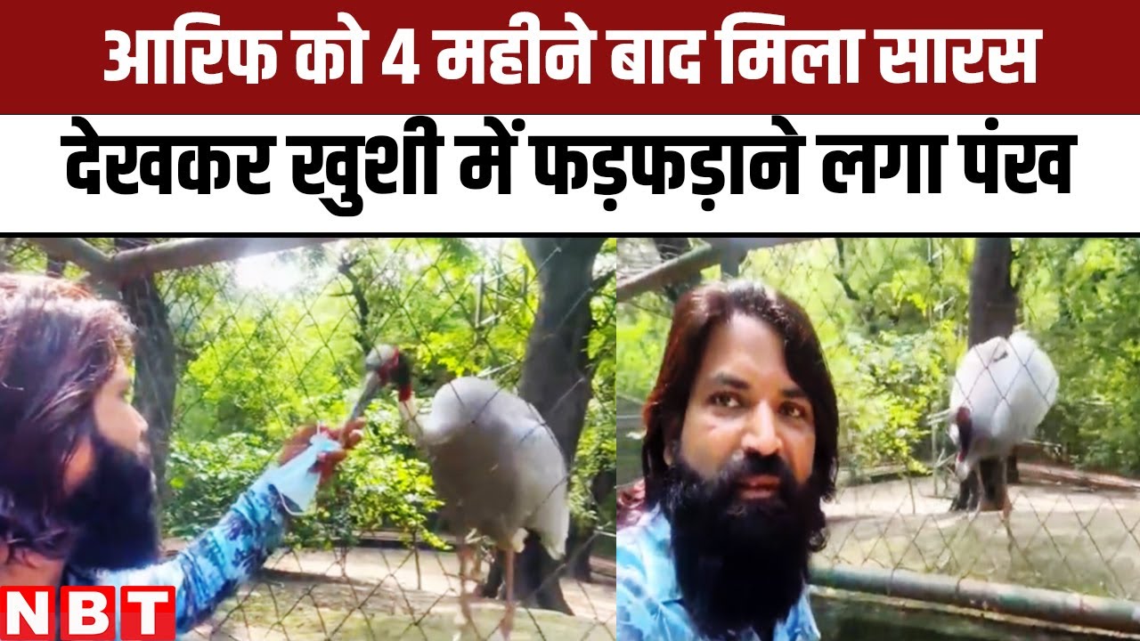 Arif Saras Friendship : 4 महीने बाद Kanpur Zoo में सारस से मिले आरिफ, देखकर निकल आए आंसू