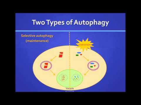 Wideo: LRRK2 Na Styku Autofagosomów, Endosomów I Lizosomów
