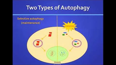 Katie Parzych: Autophagy: How Cells Recycle to Sur...