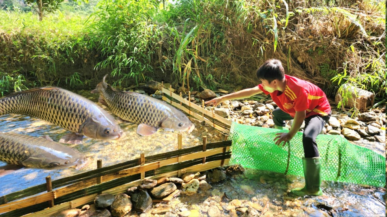 The boy wove bamboo to block the stream to set fish traps and caught ...