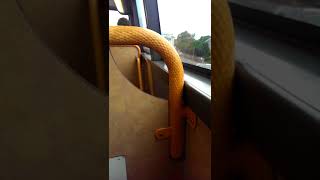 Lothian BusesDennis Trident 572 W572 RSG (doors open day 2016)