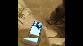 Cat Reaction On Cat Vibing To Levan Polkka Bilal Goregen