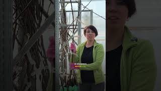 Вишня и яблоня 3 в 1 в наличии на Гаршинка.ру 💚🙌