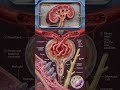 Glomerular Filtration #80slovesong #science #smartcitylife