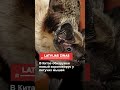 В Китае обнаружен новый коронавирус у летучих мышей