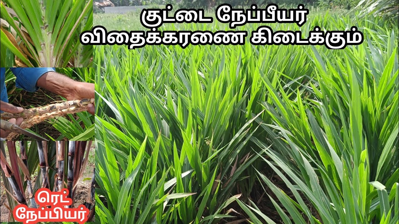 குட்டை நேப்பீயர் | 3அடி உயரம்  | 9788545864 | Short nappier sales