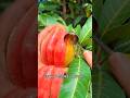 Red Heart Guava 🍈 So Sweet &amp; Juicy! Nature’s Hidden Gem #short #vairal #trending