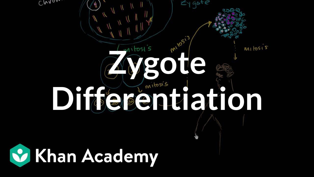 Zygote differentiating into somatic and germ cells | MCAT | Khan Academy