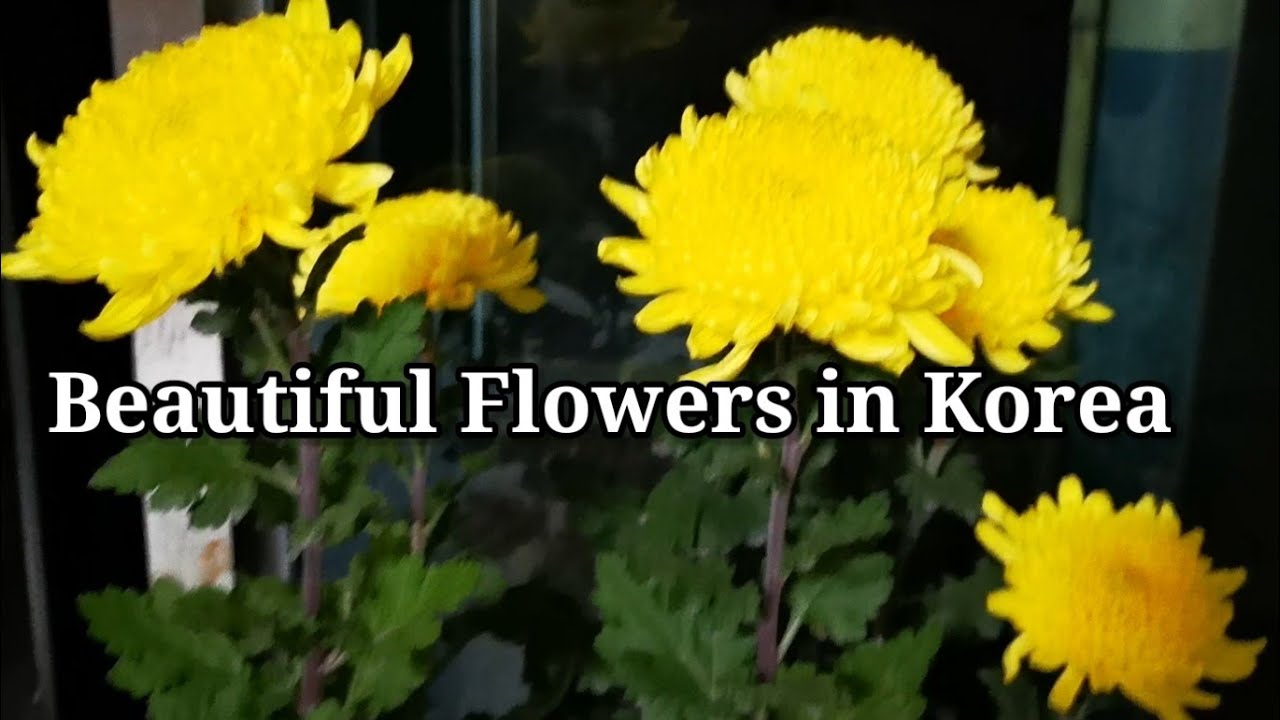 Nice Flowers in South Korea, Flowers, Beautiful flowers, KKM Rural TV