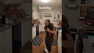 Scared Dog makes mom hold him while vacuming