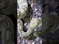 Black-tailed rattlesnake