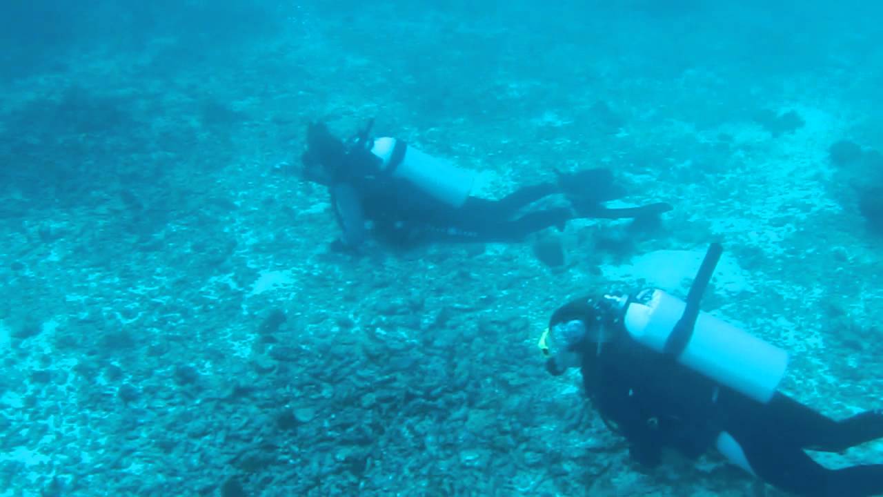 Shark White Tip Maldives - YouTube