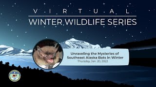 Winter Wildlife Series: Unraveling the Mysteries of Southeast Alaska Bats in Winter