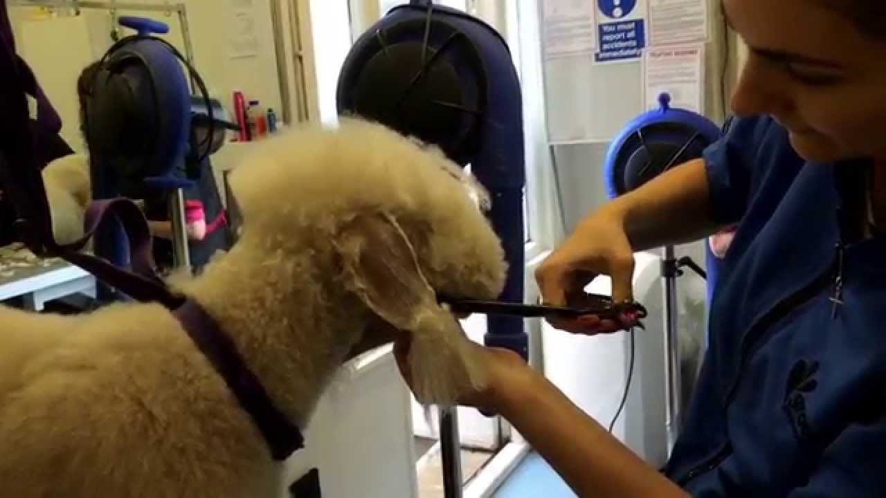 Bedlington Terrier Head Grooming (show and pet) Dogs Delight YouTube
