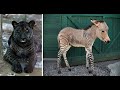 Estos Híbridos de Animales Rompieron Todos los Récords