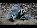 European badger cubs at the burrow