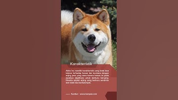 Inilah 5 fakta menarik Anjing Akita Inu ! #shorts #shortsvideo #fyp #viral