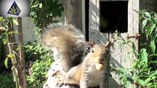 Massive ThunderClap Video Reply; Will You Laugh
