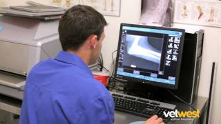 About Vetwest Animal Hospitals - Perth, Western Australia