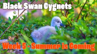 Super Cute Black Swan Cygnets - Week 5 Summer is Coming