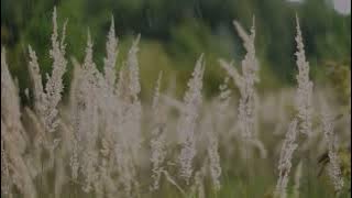 Video Pemandangan alam tanpa suara no copyright