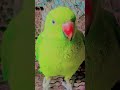 mummy 🥺 papa #nonstoptalkingparrot #talkingparot #birds #parrot #talkingparrot
