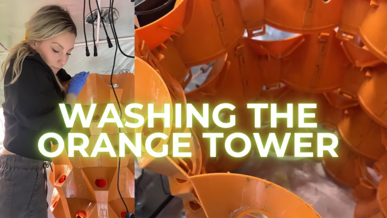 LIVE: WASHING THE ORANGE TOWER🧡🌱