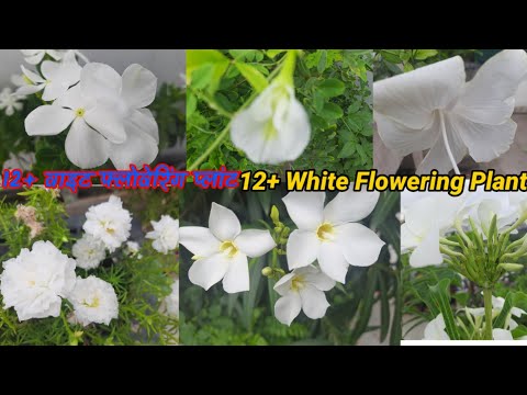 वीडियो: सफेद फूलों के साथ इंडोर पौधे (28 फोटो): सफेद फूल वाले घर हेमंटस और कैला, लिआना और अन्य फूलों के समान फूल