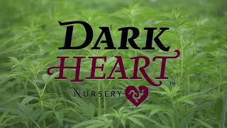 Dark Heart Trailer