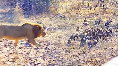Male Lion Takes Out Wild Dog Pups - DayDayNews