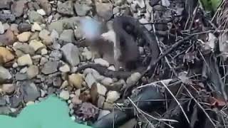 Snake gets bonked by Gatorade bottle lol