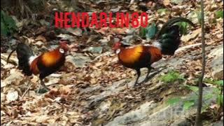 Pikat Suara  Ayam Hutan jantan merah Jelas dan Nyaring lawan auto panas‼️ pasti Dateng semua