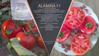 Agro Export Group Llc Rijk Zwaan Alamina F1