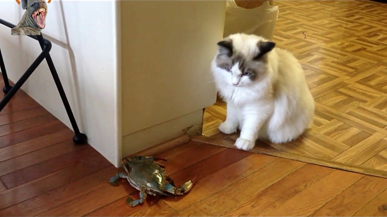 A cat who hates Fish Cat funny video YouTube