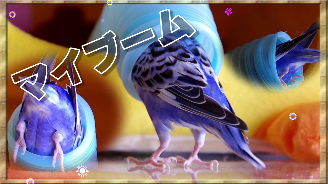 セキセイインコ 換羽期 筆毛 リースくん の尾羽とマイブーム Youtube セキセイインコ 換羽期 筆毛 リースくん の尾羽とマイブーム Youtube