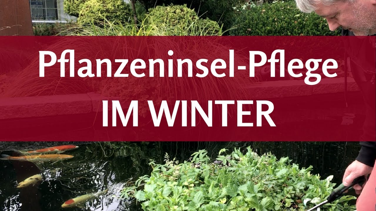 Schwimmende Teichpflanzen überwintern Was geschieht eigentlich mit der