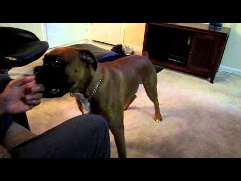 how to a from biting and growling puppy growls when buzzpls how to a from biting and growling puppy growls when buzzpls