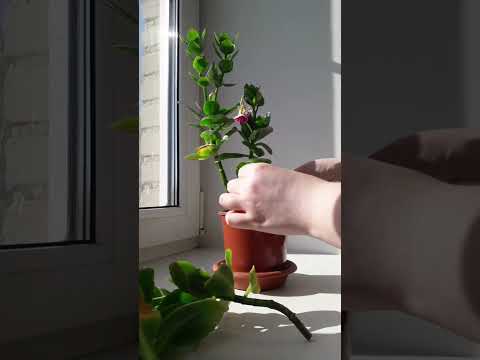 Обрезка каланхоэ✂️ #каланхоэ #озеленение #размножениерастений