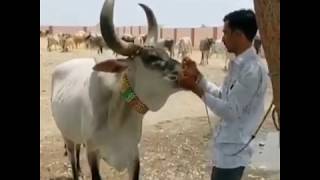 Cow Is Considered Mother For Us Why Cows Display Emotions