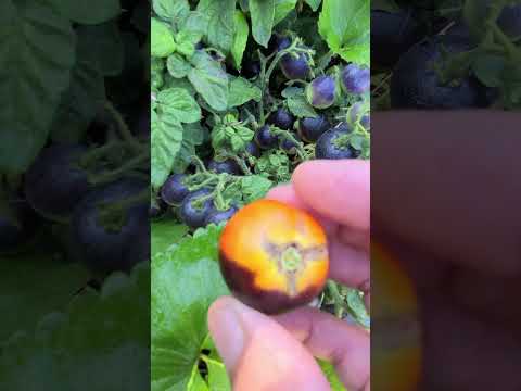 How To Tell When A Blaue Zimmer Tomato Is Ripe AKA Blue Room Tomato