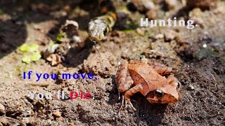 Snake, frog hunting. a chase match. A young snake, If you move, you'll die.