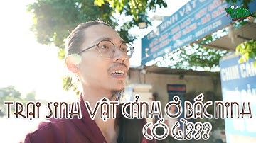Trại sinh vật cảnh ở Bắc Ninh có gì??? Cá hổ to vật vã | WILDVN TV
