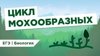 ЦИКЛ МОХООБРАЗНЫХ l ЕГЭ Биология | Даниил Дарвин ЦИКЛ МОХООБРАЗНЫХ l ЕГЭ Биология | Даниил Дарвин