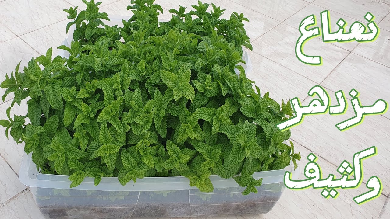 طريقتي في زراعة النعناع في المنزل والحصول على نعناع كثيف ومزدهر